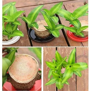Brazilian Lucky Wood Mini Home Plant Decorations