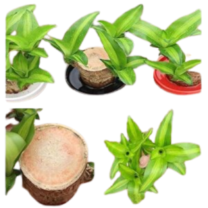 Brazilian Lucky Wood, Mini Home Plant Decorations